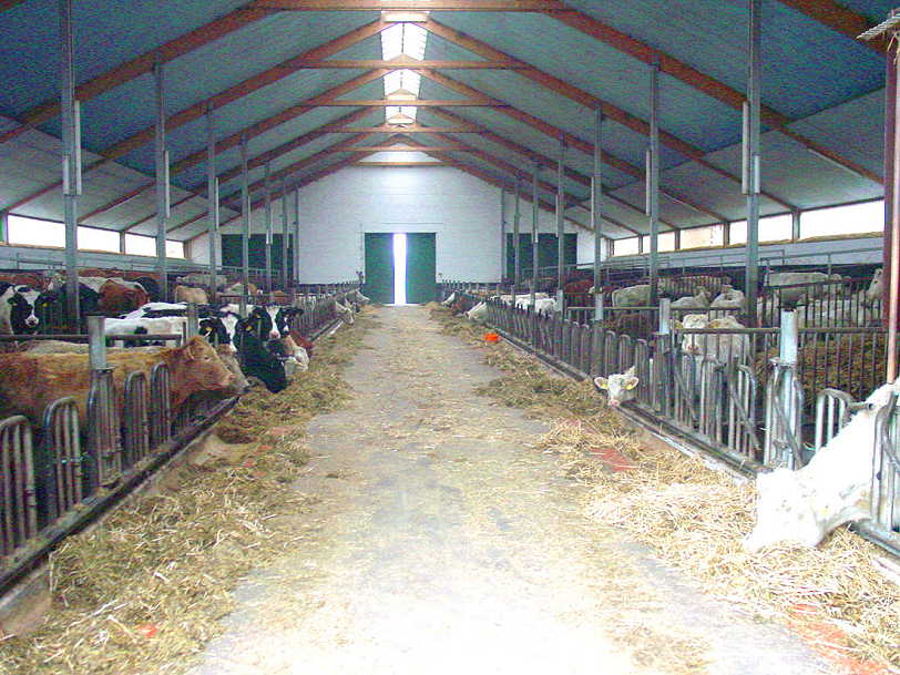 Der moderne Rinderstall
